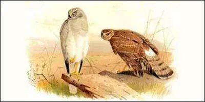 Quel rapace peut-être crécerelle ou pèlerin ?