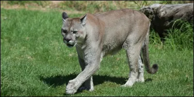 Lequel de ces félins ne possède pas de tâches ?
