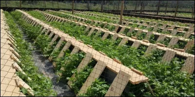 Qu'élève un héliciculteur ?