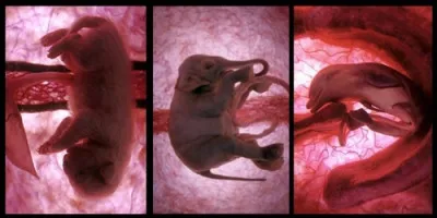 Lequel de ces mammifères a la plus longue gestation ?