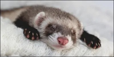 Comment appelle-t-on le petit du furet ?