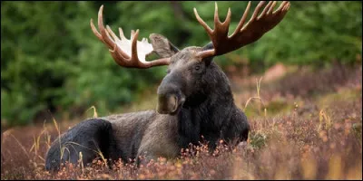 Le caribou d'Amérique du Nord et le renne d'Europe appartiennent à la même espèces.