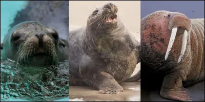 Les morses, les phoques et les otaries sont :