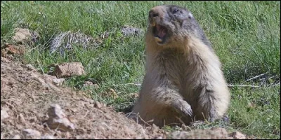 Quel est le cri de la marmotte ?