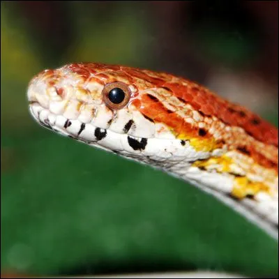 Par quel terme générique désigne-t-on les serpents du genre Naja ?