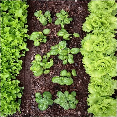 Comment appelle-t-on lustensile maraîcher en verre ou en plastique transparent destiné à protéger les jeunes plants de légumes du froid ?