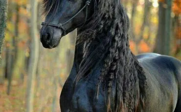 Quiz Galop 1
