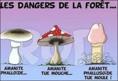 Histoire : 
Quel empereur du Saint-Empire, de 1711 à 1740, mourut d'une indigestion après avoir mangé un plat de champignons sautés ?