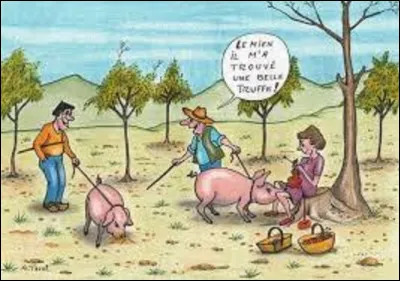 Nature / record : 
Lors d'une vente aux enchères le 12 novembre 2006, une variété de truffe blanche d'un poids de 1,5 kg fut vendue au prix record de :