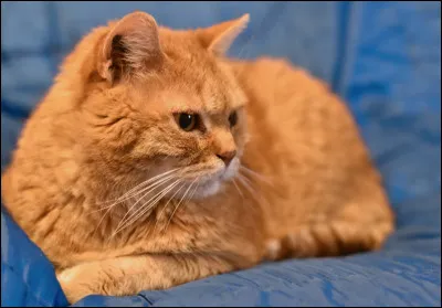 Comment s'appelle le chat d'Hermione Granger ?