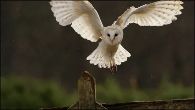 Qui a tué Hedwige ?