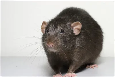 Qui s'était fait passer pour un rat dans la famille des Weasley ?