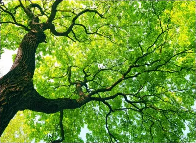 Quelle est la couleur des feuilles ?