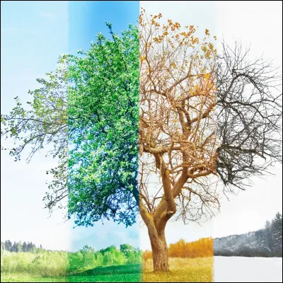 Quelle est votre saison préférée ?