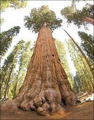 C'est l'histoire du... plus grand arbre du monde ! C'est un séquoia à feuilles, nommé Hyperion, et se trouve en Californie du Nord, pourtant, le lieu exact où il se trouve n'est pas précisé, afin que la masse touristique ne dégrade pas son écosystème. Étant donné qu'il dépasse tous les arbres de sa taille phénoménale, il mesure à peu près :