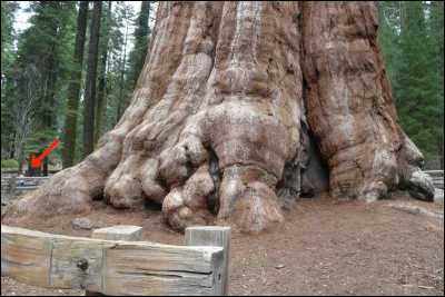 C'est l'histoire de... l'arbre le plus massif du monde ! C'est un sequoia géant, au Parc National de Sequoia en Californie. L'arbre est âgé d'environ 2.200 ans, mesure 83,8 mètres de hauteur, et son tronc est estimé à :
