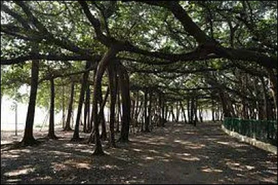 C'est l'histoire de... l'arbre le plus large ! Situé en l'est de l'Inde, dans la région du Bengale-Occidental, c'est un Ficus benghalensis nommé le Banian de Howrah. Âgé de 250 ans, avec ses 3.511 racines aériennes, l'arbre s'étend sur :