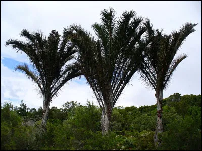 C'est l'histoire de... l'arbre ayant la plus grande feuille ! Le raphia (ou son nom latin Raphia regalis) est une espèce de palmier, qui crée les feuilles les plus longues dans la nature.
Les feuilles du raphia peuvent atteindre la longueur de :