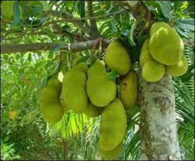 C'est l'histoire de... l'arbre produisant le plus gros fruit ! Le jaquier est un arbre commun originaire d'Inde et du Bangladesh. L'arbre est cultivé pour ses fruits comestibles, réputés par leur goût doux et sucré, mais surtout pour avoir les plus gros fruit produits par un arbre. Le fruit du Jaquier ou la pomme de jaque, ou simplement Jaque, a un poids allant de 1 à 38 kg et peut mesurer entre :