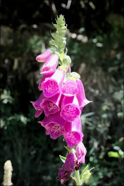 Comment est la forteresse pour Dan Brown ?