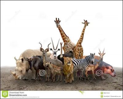 Ton animal préféré est dans la famille des :