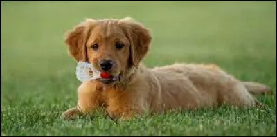 Combien de temps consacres-tu par jour pour jouer avec ton animal ?