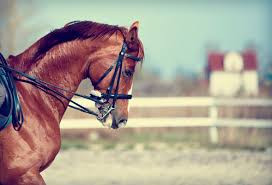 Quiz Animaux