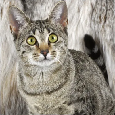 Et la question qui vient clôturer ce test, quelle est la longueur de ta queue ?