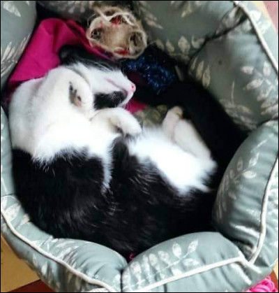 Qu'est-ce que c'est ?