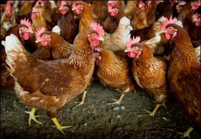 On te traite de poule mouillée. Que fais-tu ou que dis-tu ?