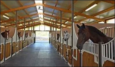 Les hébergements couverts des chevaux sont...