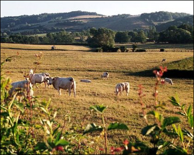 Le "Charolais", qui a donné son nom à un fromage de chèvre et à une race de bovins, est un pays situé dans le département de Saône-et-Loire, dans l'ancienne région...