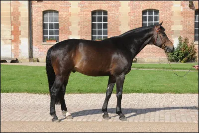 Et les chevaux de selle atteignent leur taille adulte vers...