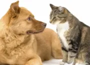 Quiz Chat ou chien ?