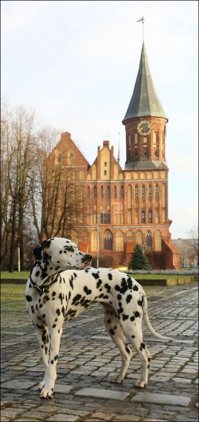 Quel est le comble pour un dalmatien ?