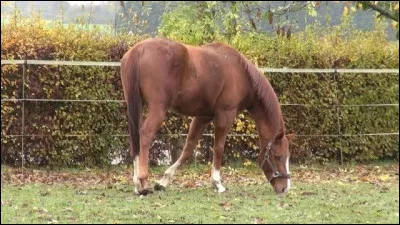 Quels chevaux préfères-tu pour leur caractère ?