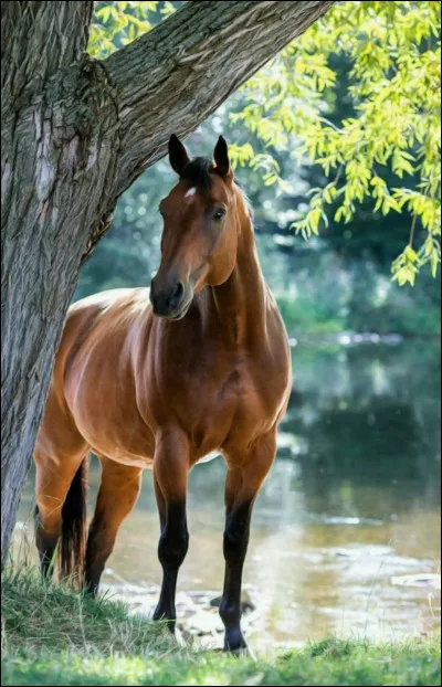 Imagine que tu es un cheval, tu seras plus pour...