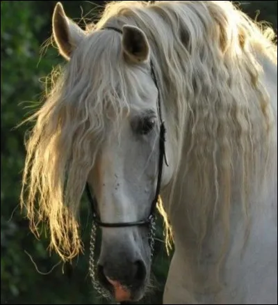 Dernière question : merci d'avoir jouer alors BONUS !
Tu préférerais avoir une cheval fort en...