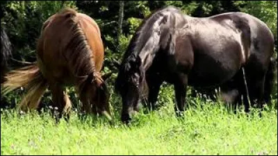 Le cheval boit en moyenne...