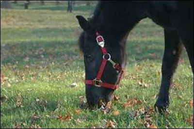 Les aliments de base usuels pour nourrir les chevaux sont...
