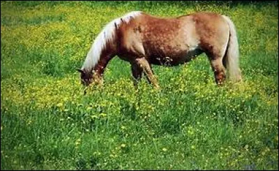 Les principales céréales données aux chevaux sont...