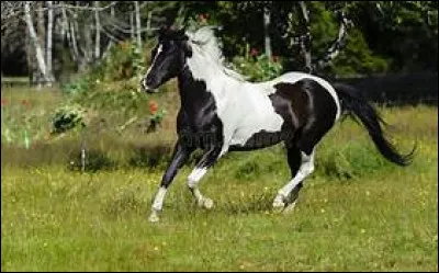 Comment s'appelle la robe d'un cheval ou d'un poney qui a deux couleurs ?