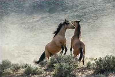 Que fait un cheval soumis lorsque le cheval dominant arrive vers lui pour s'approcher de la mangeoire ?
