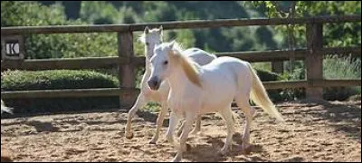 Un petit poney peut-il être dominant sur un cheval ?