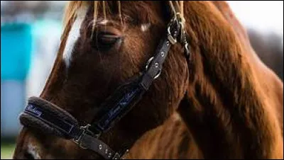 Peut-on aborder un cheval en arrivant par la zone qui est aveugle pour lui ?