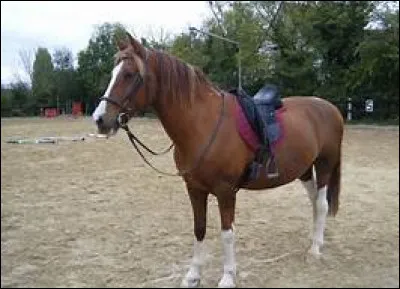 Le mors se place sur...