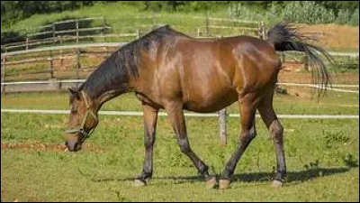 Le cheval est...