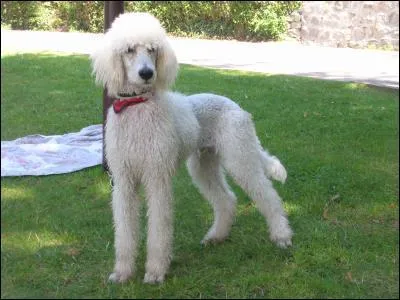 Comment appelle-t-on cette race de chien ?