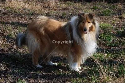 Comment appelle-t-on cette race de chien ?