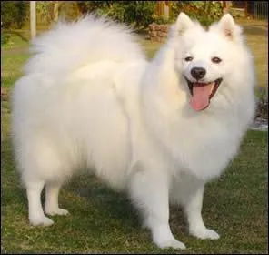 Comment appelle-t-on cette race de chien ?